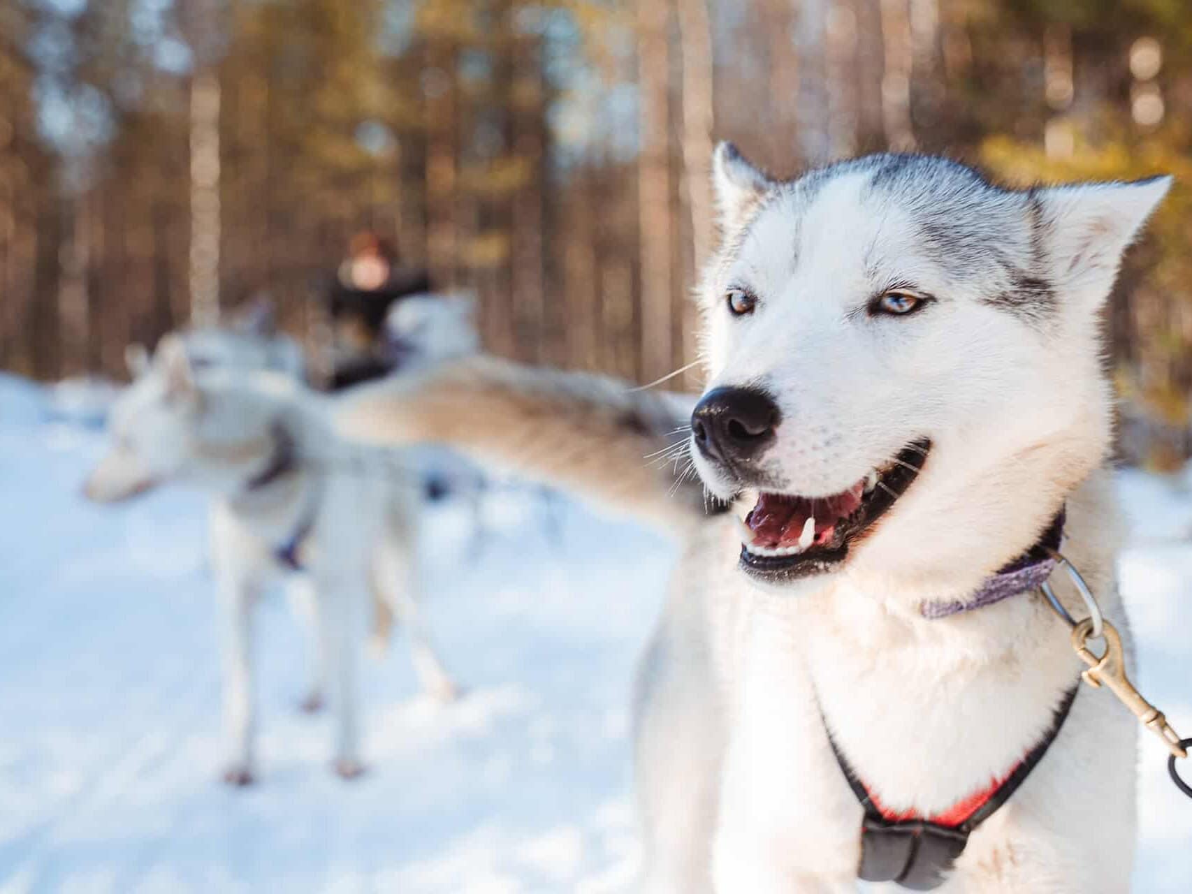 smiling husky in winter