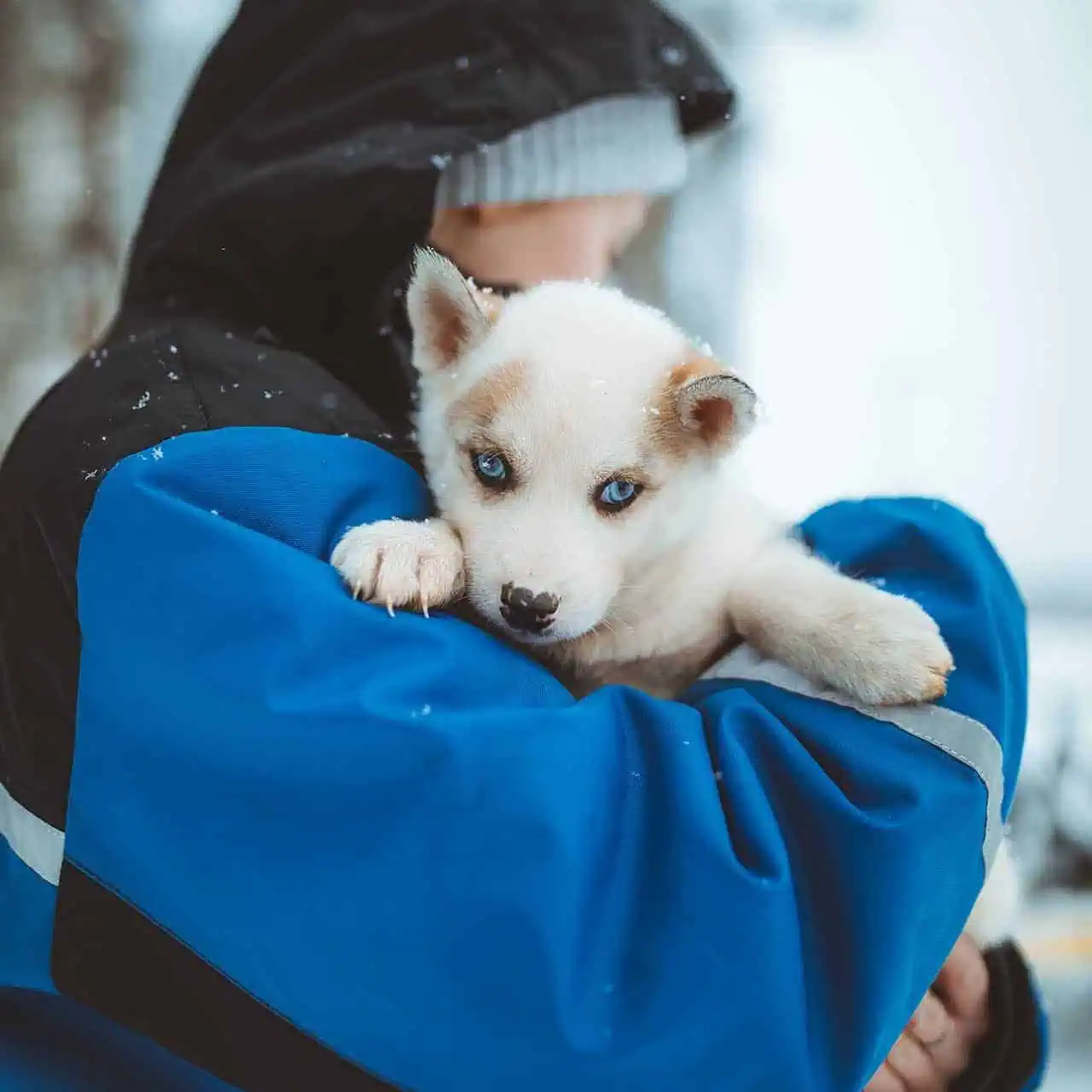 november husky sled ride apukka resort rovaniemi lapland finland