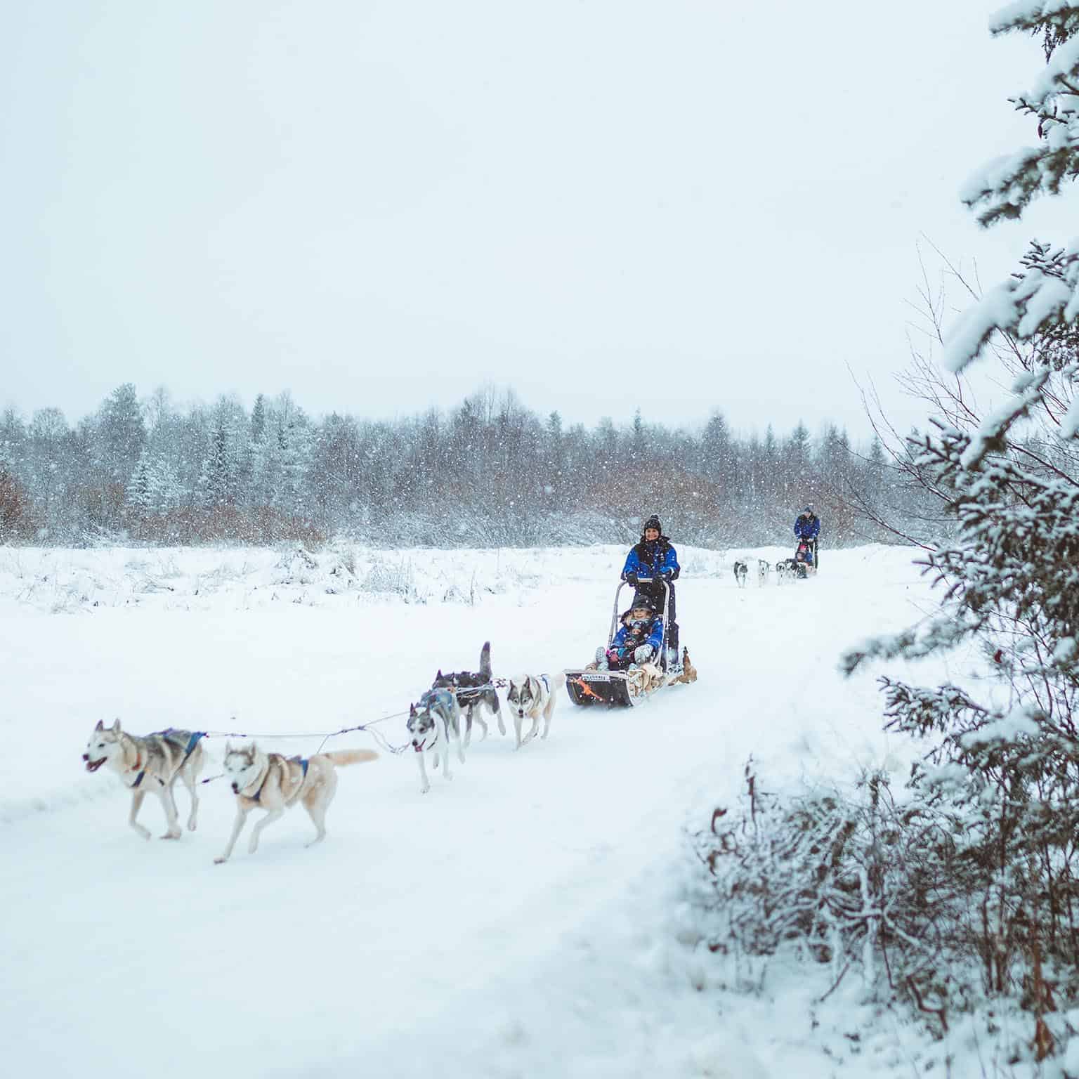 husky sled ride in november apukka resort rovaniemi lapland finland