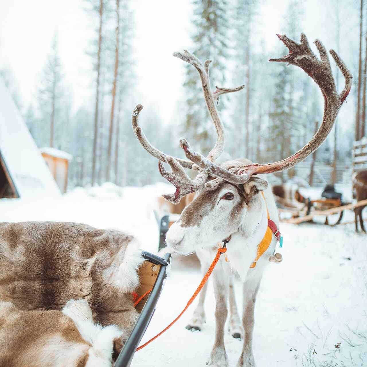 reindeer sleigh ride at apukka resort Rovaniemi lapland finland
