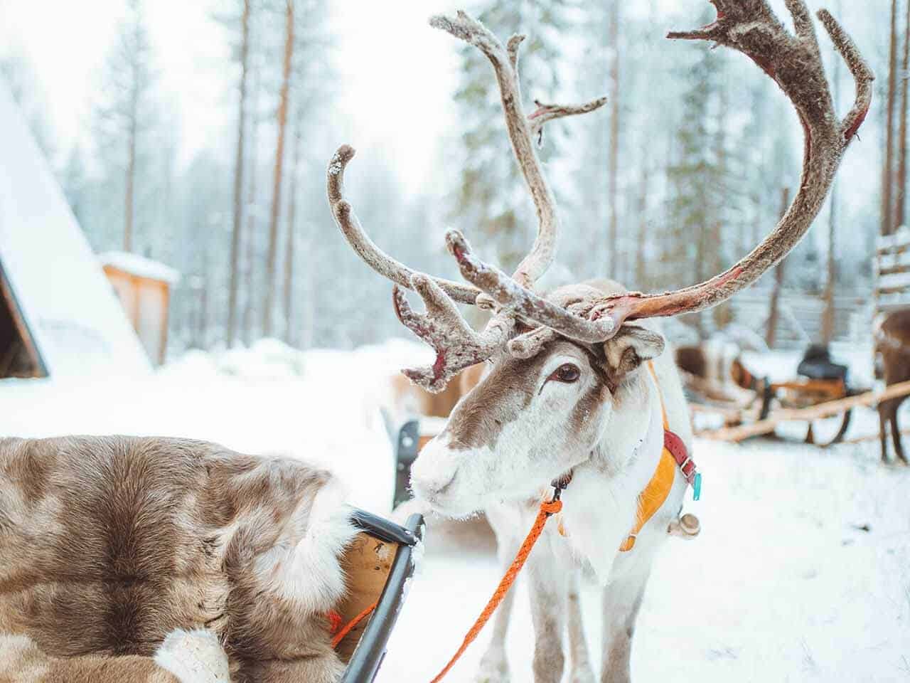 reindeer sleigh ride at apukka resort Rovaniemi lapland finland