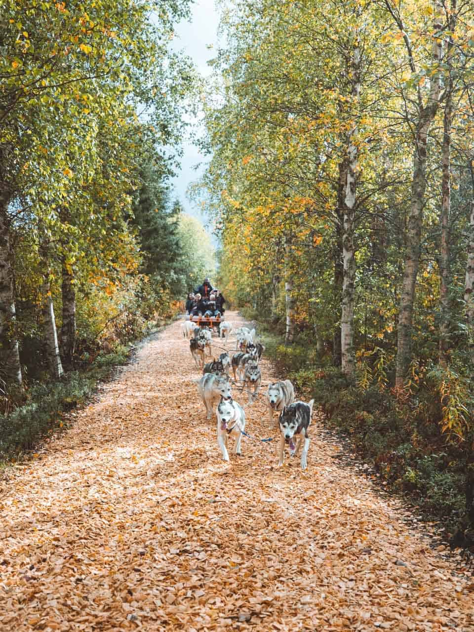 husky ride in autumn apukka resort Rovaniemi lapland finland
