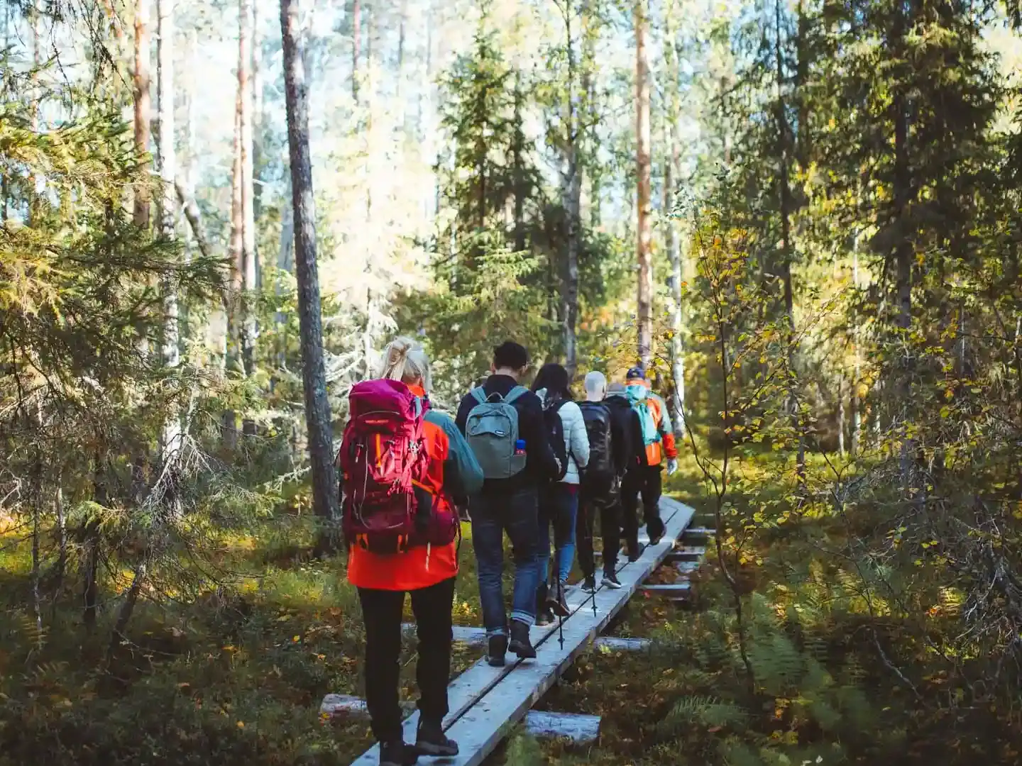 A group traveling on duckboards in a Lappish forest