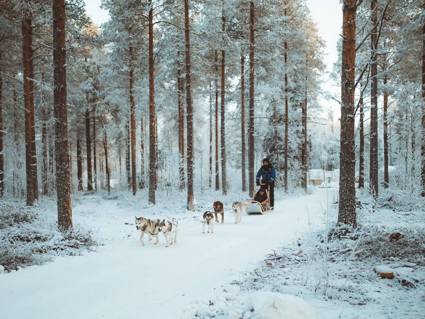 husky sled ride in november apukka resort rovaniemi lapland finland