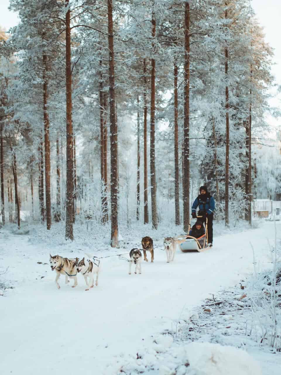 husky sled ride in november apukka resort rovaniemi lapland finland