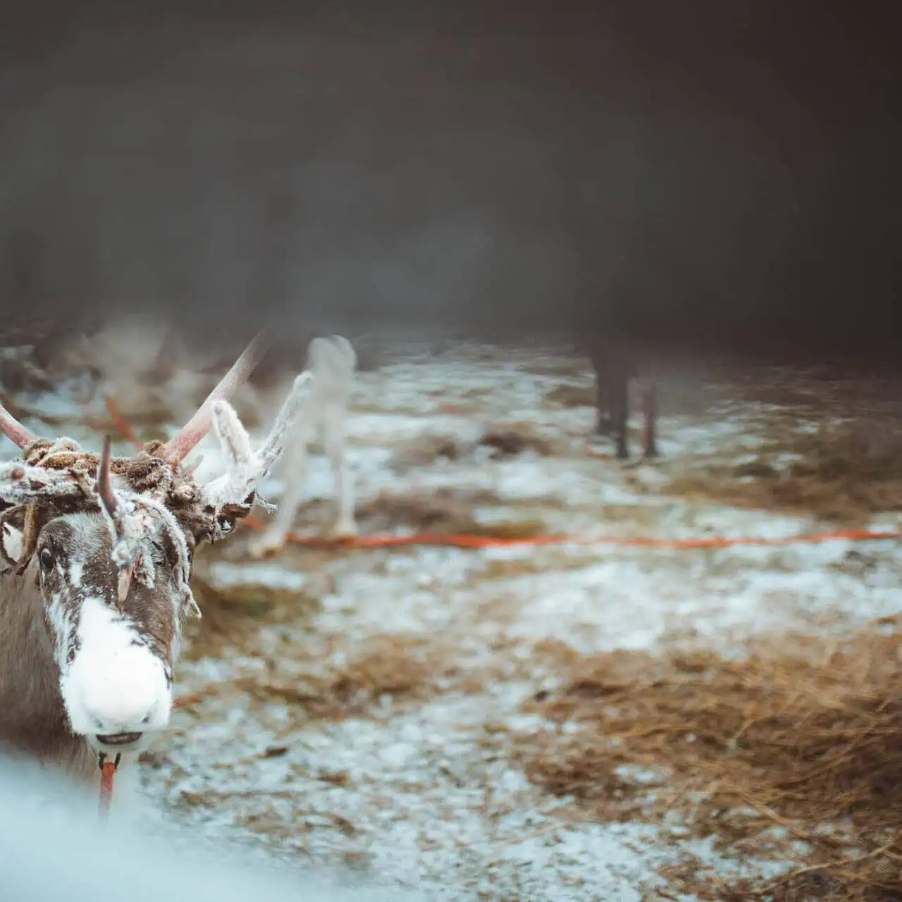 november reindeer sleigh ride apukka resort rovaniemi lapland finland