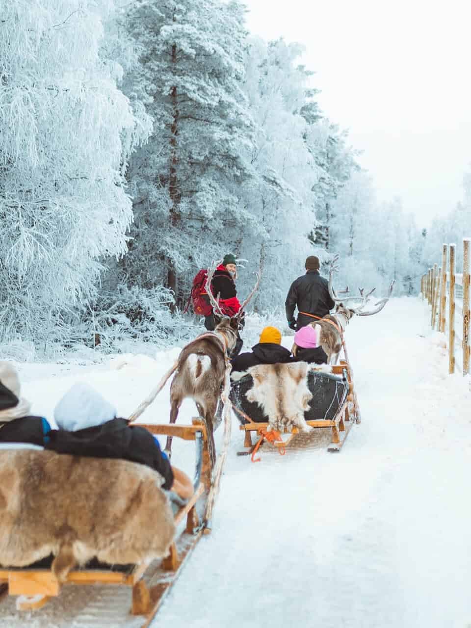 november reindeer sleigh ride apukka resort rovaniemi lapland finland
