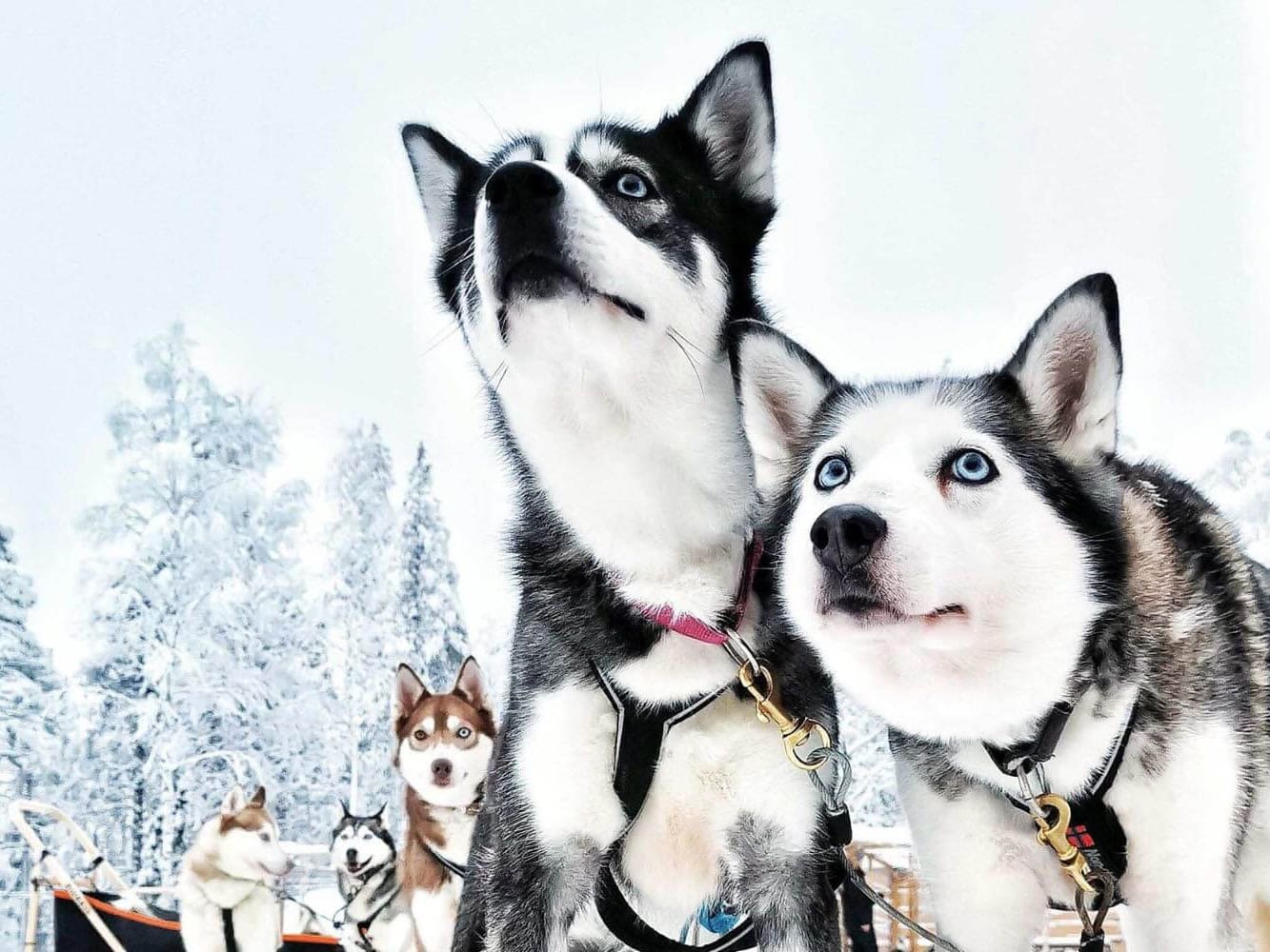 Husky Tour Apukka Resort Rovaniemi Lapland Finland