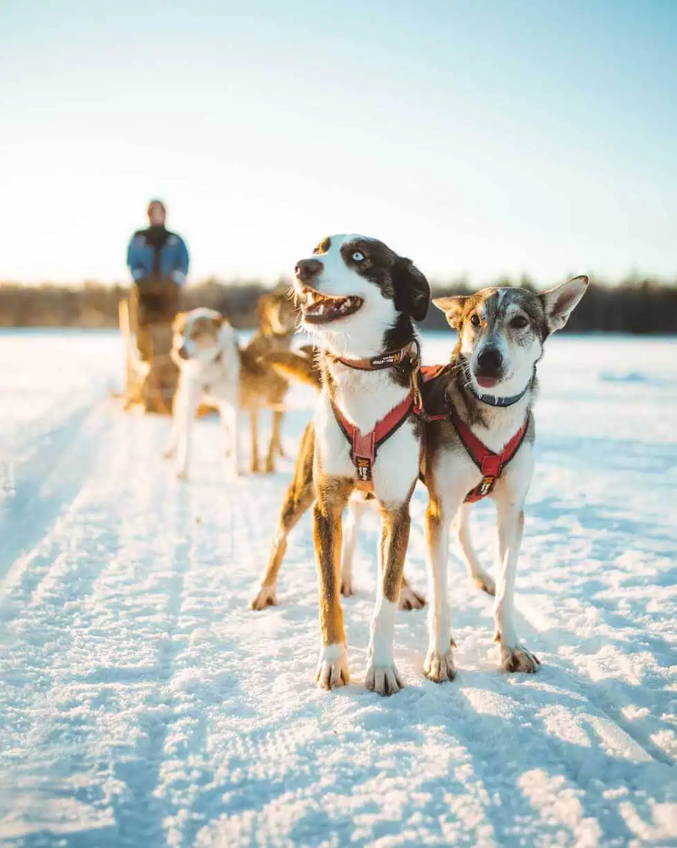 Husky Tour Apukka Resort Rovaniemi Lapland Finland