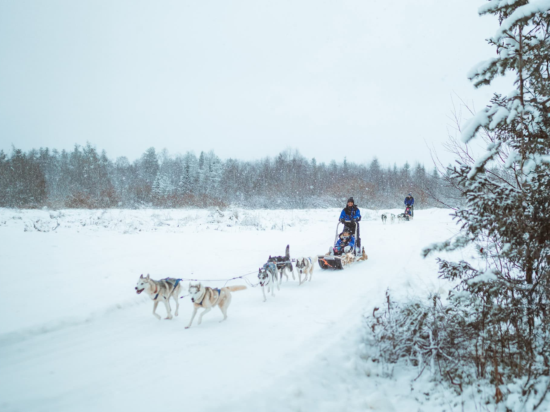 november husky sledding apukka resort rovaniemi lapland finland
