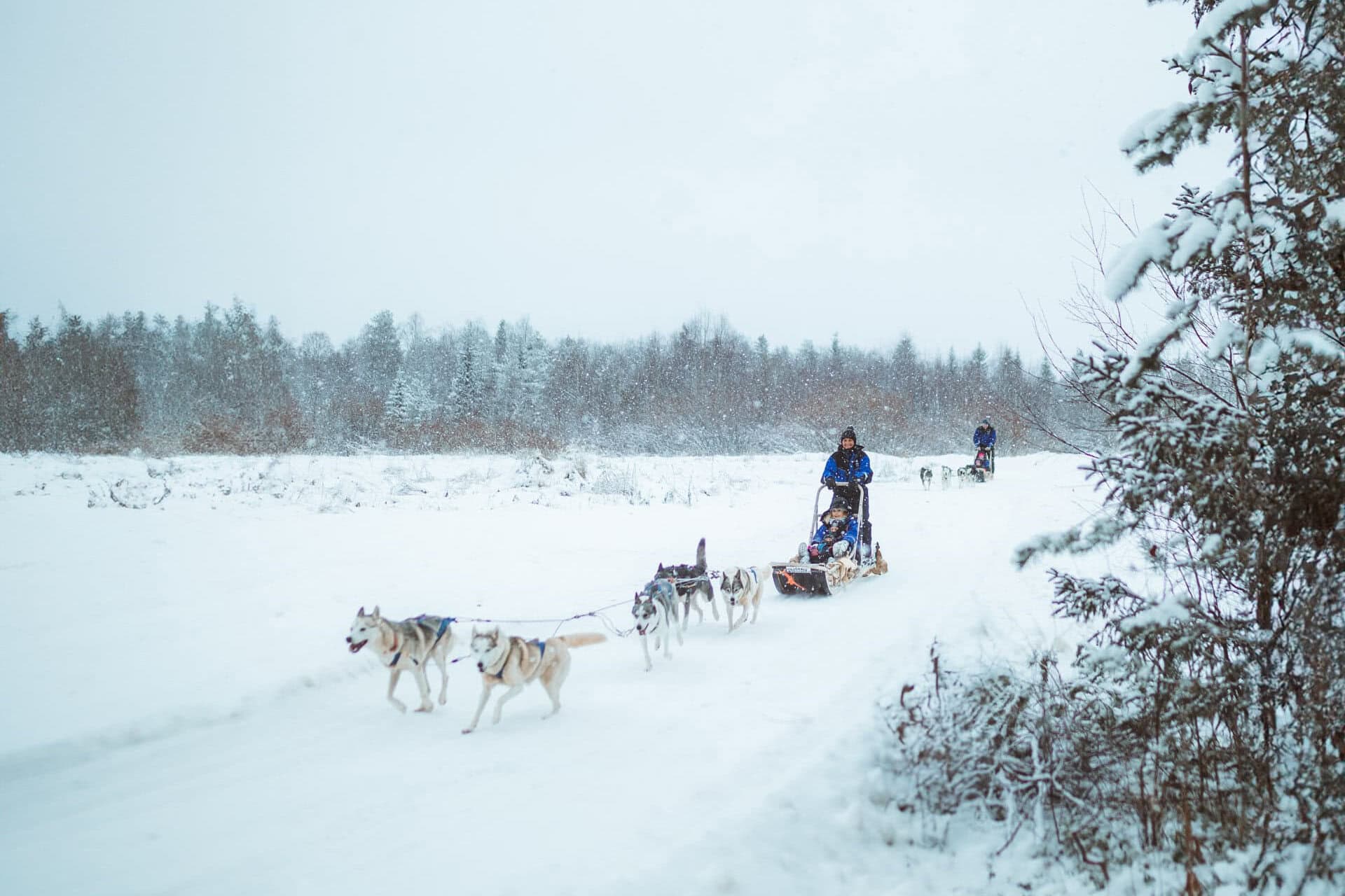 november husky sledding apukka resort rovaniemi lapland finland