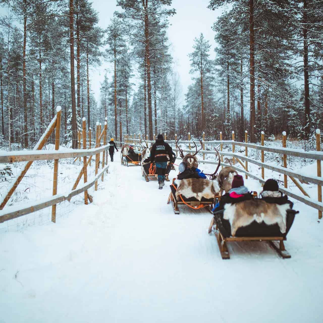 november reindeer sleigh ride apukka resort rovaniemi lapland finland
