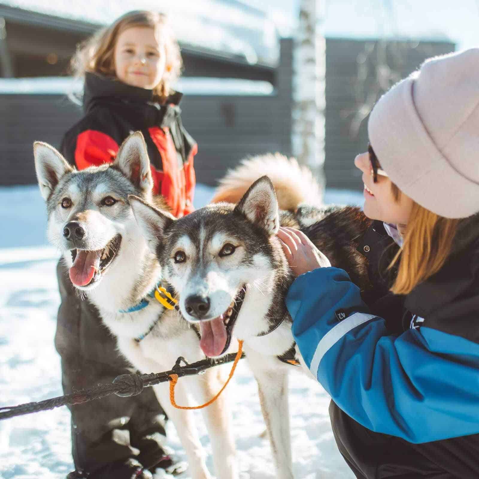 Family Husky Tour in Apukka Resort Rovaniemi Lapland Finland