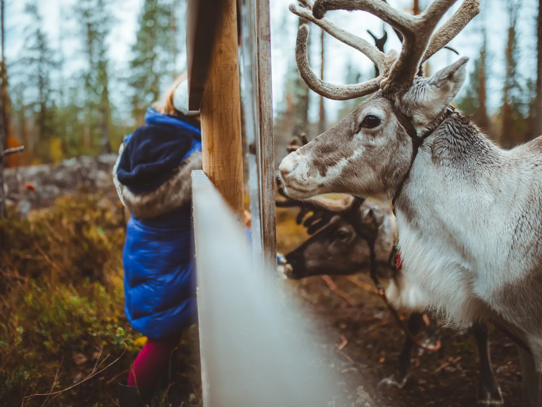 autumn walk with reindeer apukka resort rovaniemi lapland finland