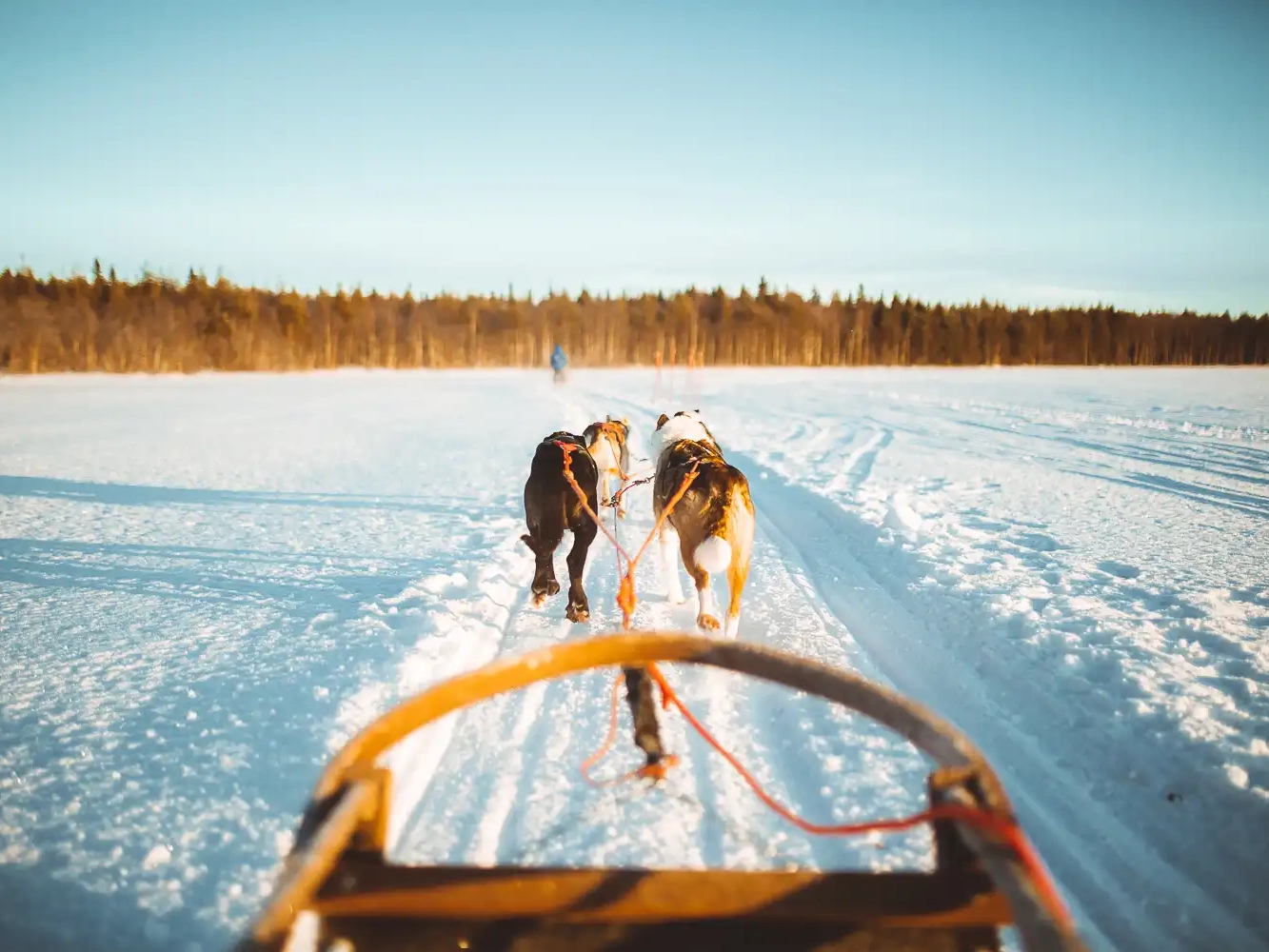 easter holiday husky lapland finland rovaniemi apukka resort