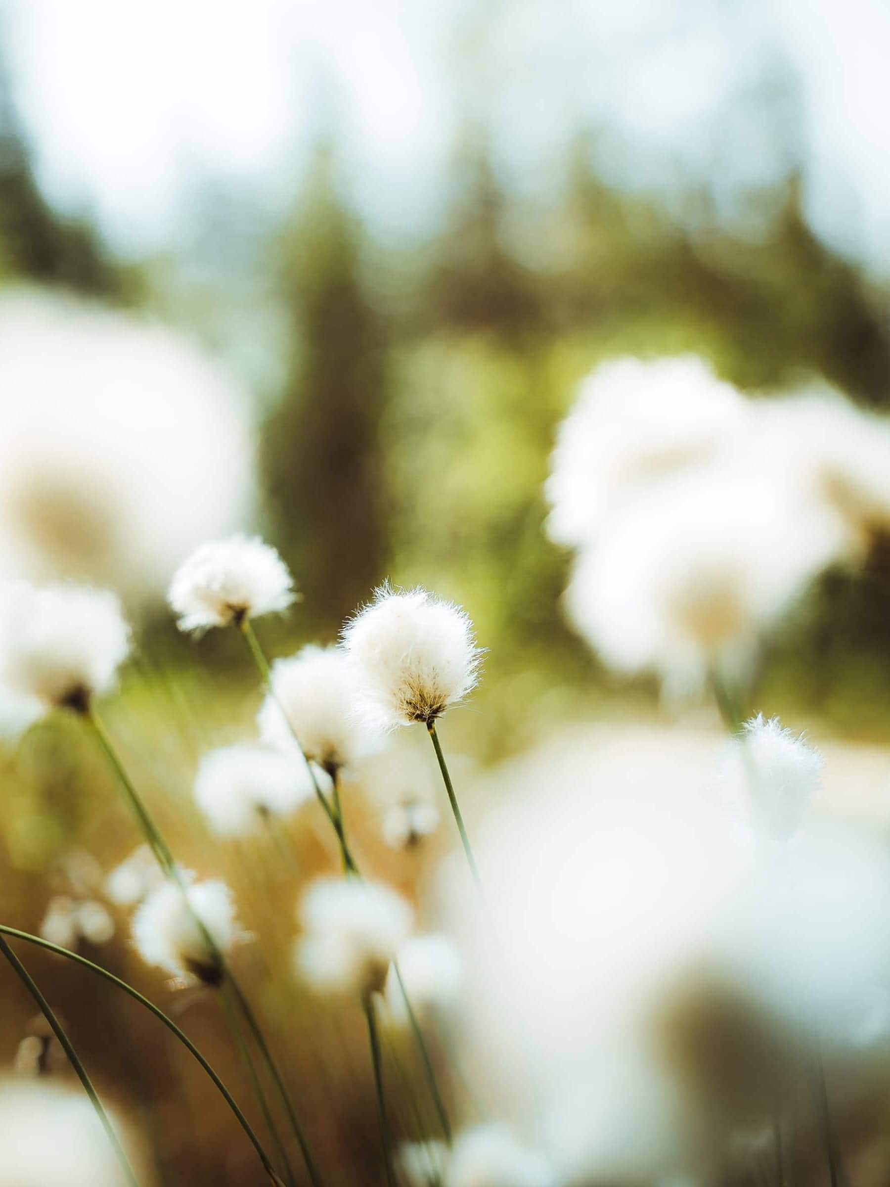 swamp cotton grass in summer