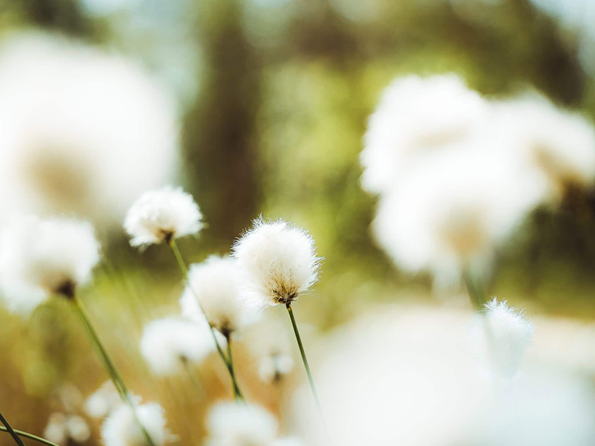 swamp cotton grass in summer
