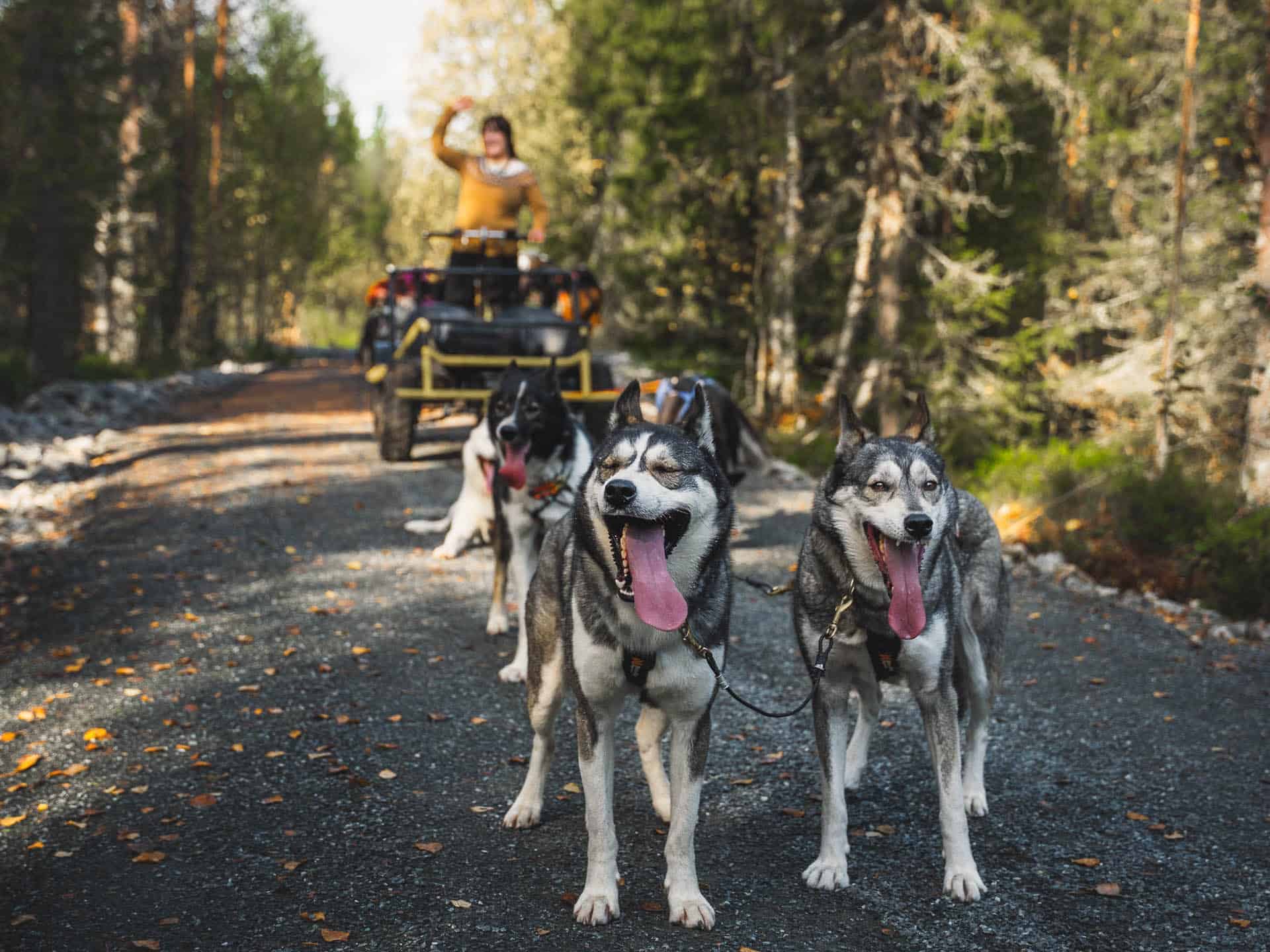 A team of huskies and a wheeled cart in autumn