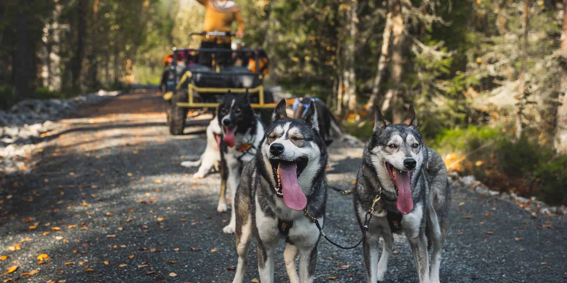 A team of huskies and a wheeled cart in autumn
